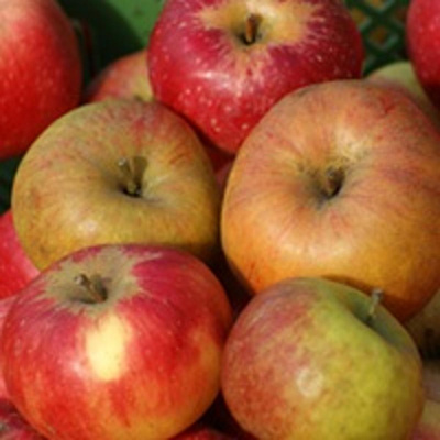 Produktfoto zu Äpfelmix 'Raritäten'