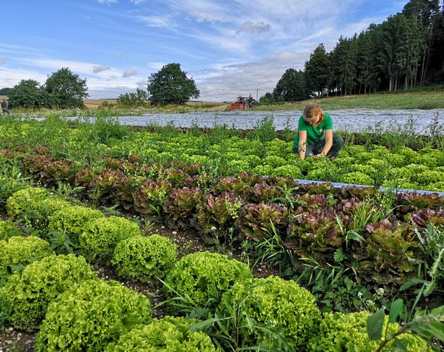 KI generiert: Eine Person arbeitet auf einem Salatfeld bei sonnigem Wetter.