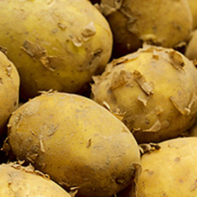 Produktfoto zu Kartoffeln 'Nicola', vfk.