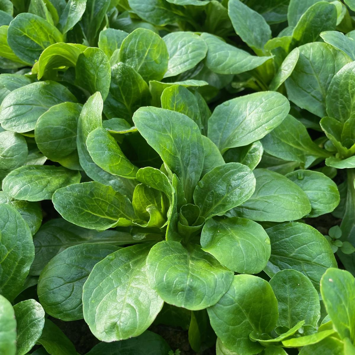 Feldsalat regio