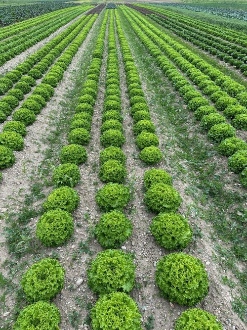 KI generiert: Grüne Salatköpfe in ordentlichen Reihen auf einem Feld.