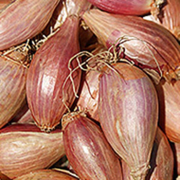 Produktfoto zu Schalotten