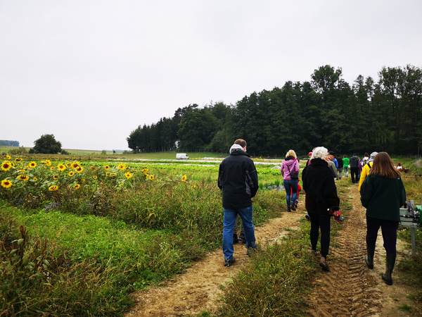 KI generiert: Menschen spazieren auf einem Feldweg neben einem Sonnenblumenfeld, umgeben von Bäumen und Natur.