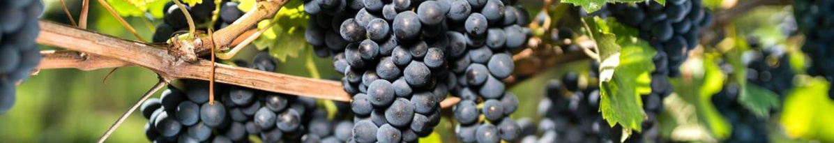 KI-generierte Beschreibung: Hauptinhalt: Schwarze Johannisbeeren an grünen Blättern.