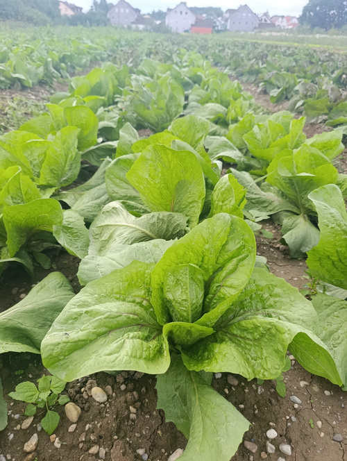 KI generiert: Grüne Salatköpfe in ordentlichen Reihen auf einem Feld.