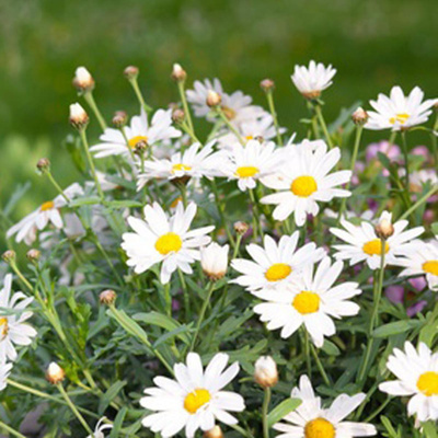 Produktfoto zu NEU: Margerite im Topf