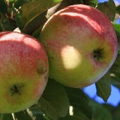 Produktfoto zu Äpfel 'Rheinischer Bohnapfel'