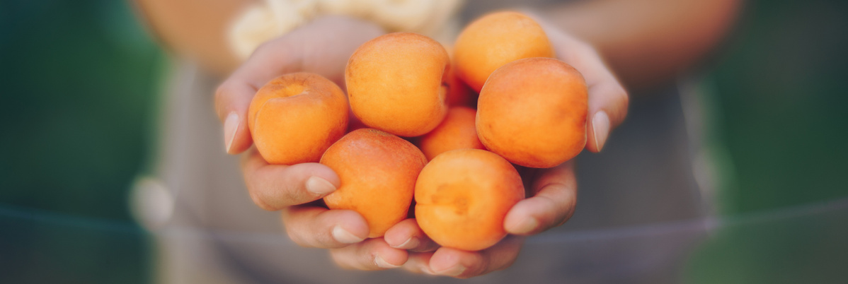 Warenkunde Bio-Gemüse. Ökokiste Boßhammersch Hof