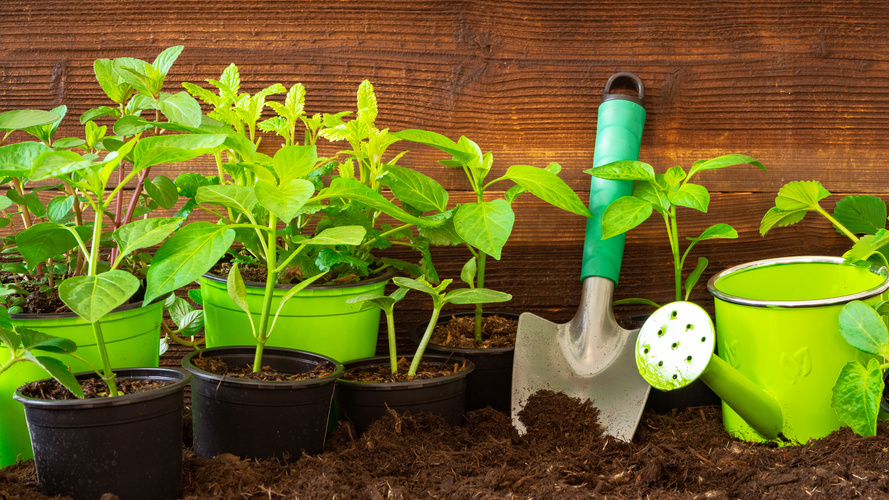 KI generiert: Junge Pflanzen in Töpfen mit grüner Gießkanne und Schaufel auf Erde vor Holzwand.