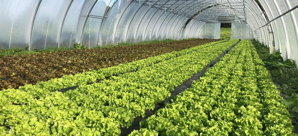 KI generiert: Ein Gewächshaus mit Reihen von grünem Salat, der angebaut wird.