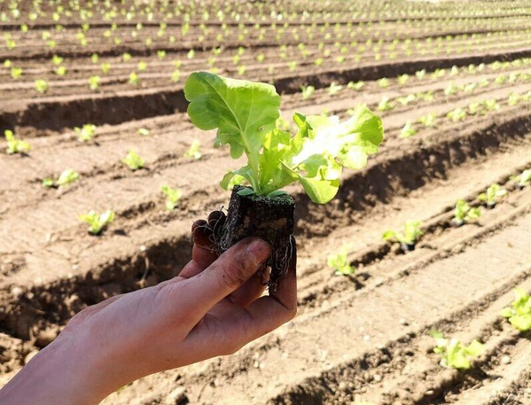 KI generiert: Eine Hand hält einen jungen Salatsetzling auf einem Gemüsefeld.