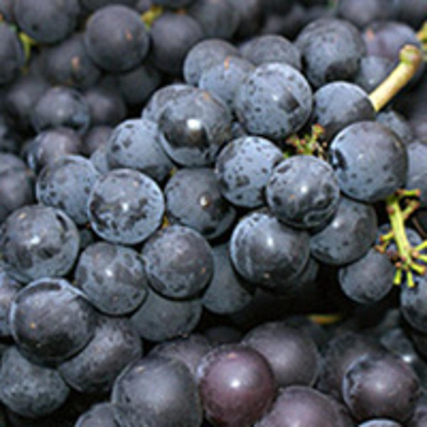 Produktfoto zu Trauben blau Muscat