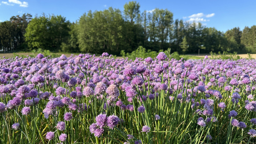 KI generiert: Ein weites Feld mit grünen Gemüsepflanzen an einem sonnigen Tag.
