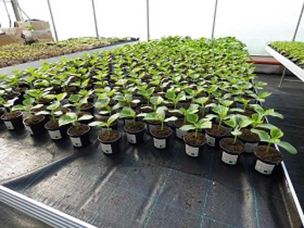 Produktfoto zu Mini Klettergurkenpflanze