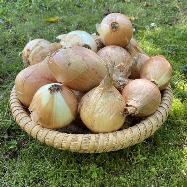 Produktfoto zu Gemüsezwiebel frisch ohne Grün
