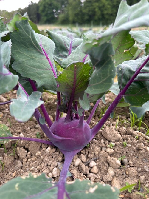 KI generiert: Ein lila Kohlrabi wächst im Gartenboden, umgeben von grünen Blättern.