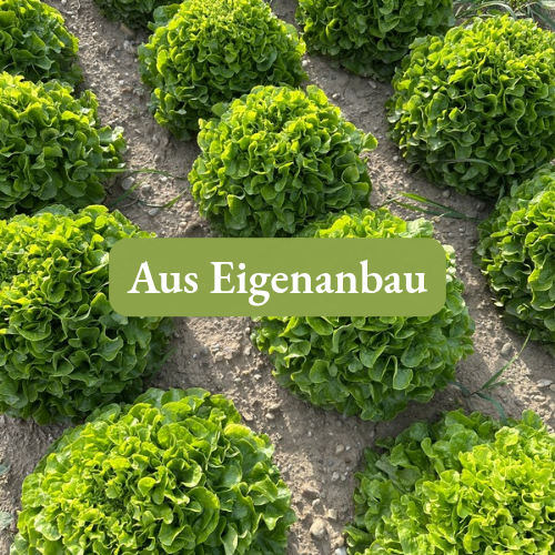 KI generiert: Frisch gepflückte Kopfsalate auf einem Feld, mit dem Text: "Aus Eigenanbau".