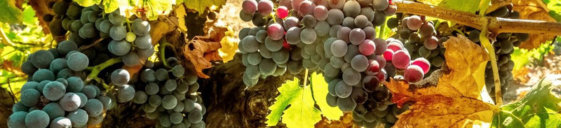 Herbstliche Weine
