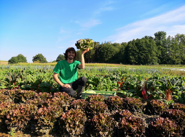 KI generiert: Ein Mann hält Salat in einem Feld mit Gemüse, blauer Himmel, sonniger Tag.