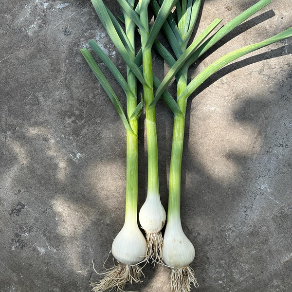 Produktfoto zu Knoblauch grün, Stück
