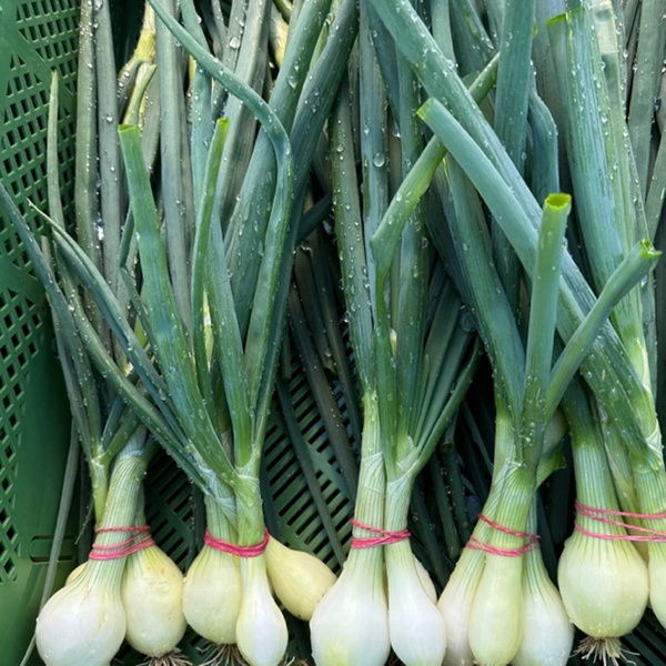 Produktfoto zu Bundzwiebeln