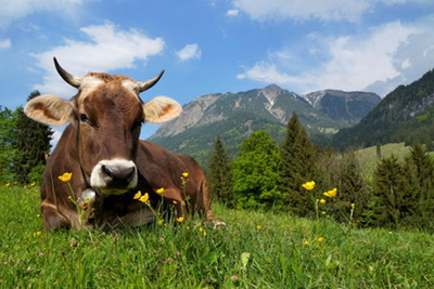 Produktfoto zu AKTION: Bergkäse Mix aus Heumilch, ca.1 kg statt 28,50 €