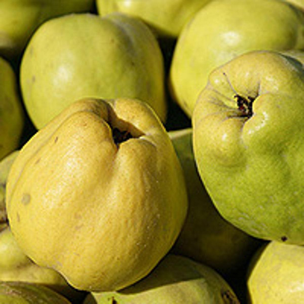 Produktfoto zu Quitten
