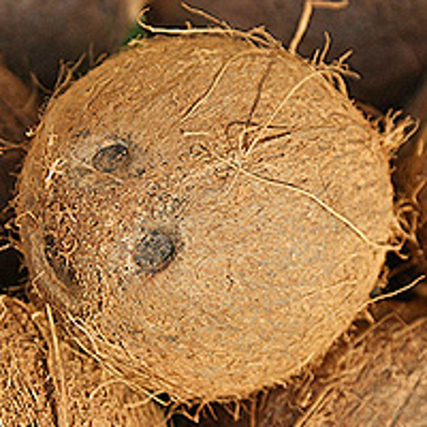 Produktfoto zu Kokosnuss Stück