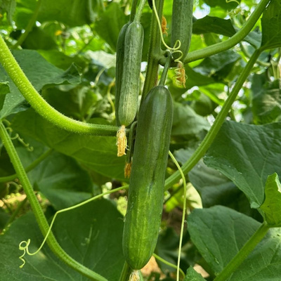Produktfoto zu Minigurken regio