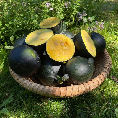 Produktfoto zu Kürbis Rondini kg, Umstellware