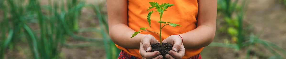KI generiert: Eine Person hält einen kleinen Setzling in Erde in den Händen.