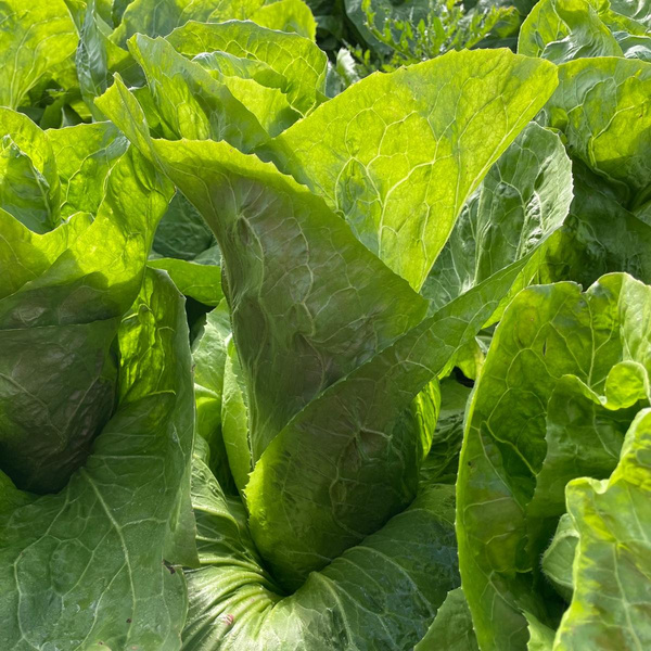 Produktfoto zu Zuckerhut, kg-Ware