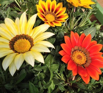 Produktfoto zu NEU: Gazanie (Mittagsblume, in Sorten)