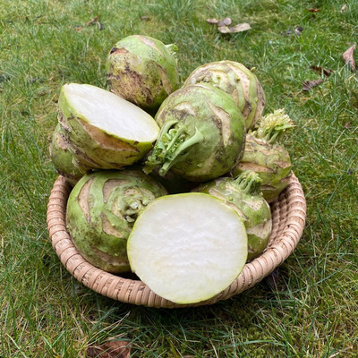Produktfoto zu Kohlrabi 'Superschmelz'