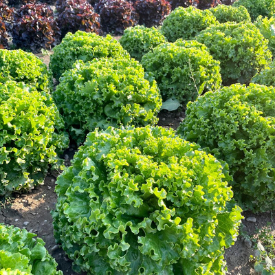 Produktfoto zu Batavia grün
