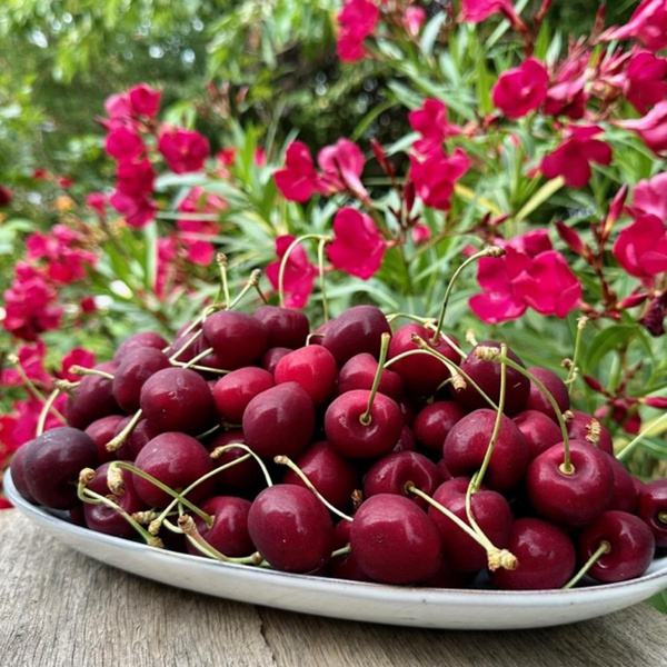 Produktfoto zu Süßkirschen