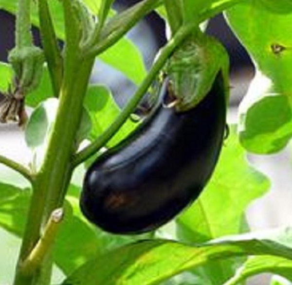 Produktfoto zu Auberginenpflanze
