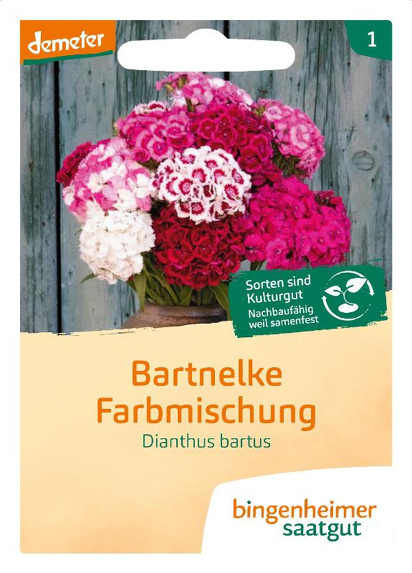 Produktfoto zu Samen: Bartnelke Farbmischung