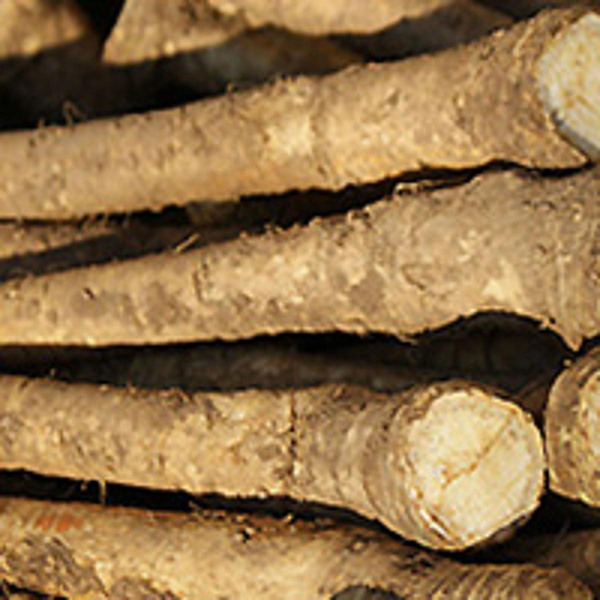 Produktfoto zu Meerrettichstange