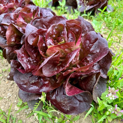 Produktfoto zu Kopfsalat rot
