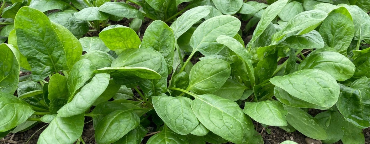 KI generiert: Frische grüne Spinatblätter wachsen im Garten.