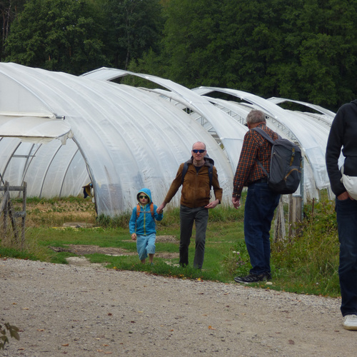 KI generiert: Grüne Salatköpfe in ordentlichen Reihen auf einem Feld.