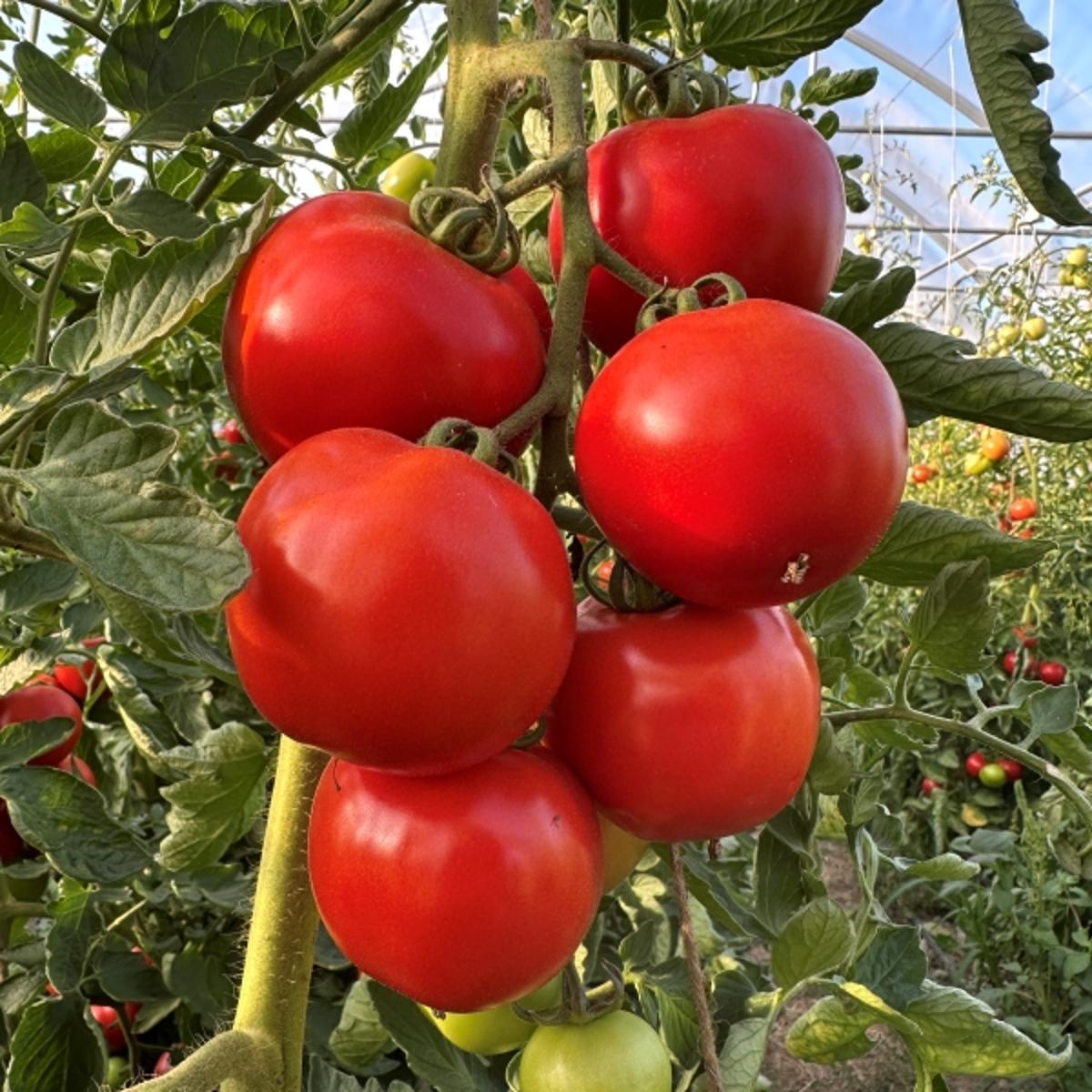 Tomaten regio