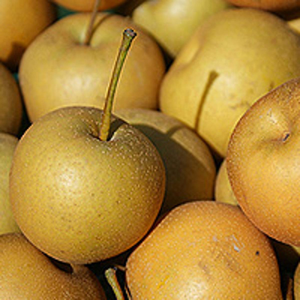 Produktfoto zu Nashi (Apfel-Birne-Kreuzung)