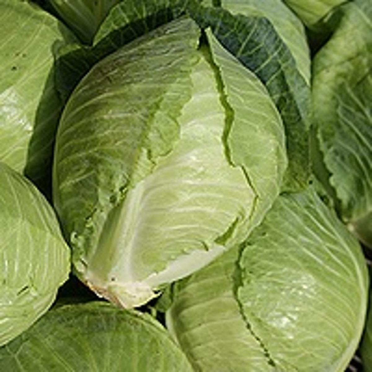 Weißkraut