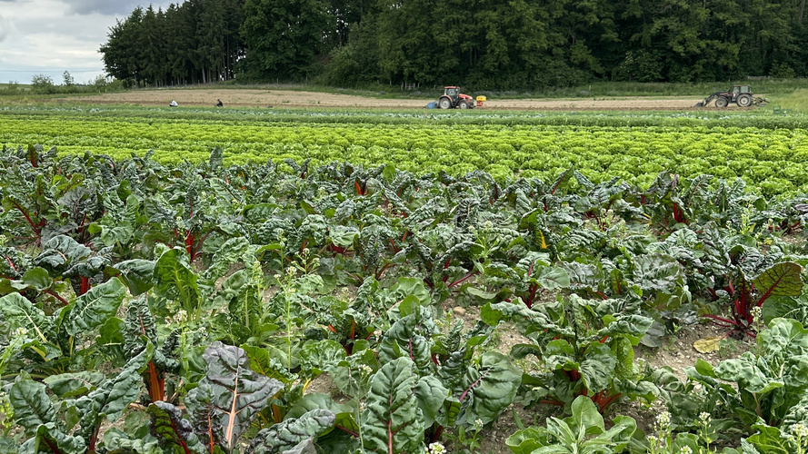 KI generiert: Felder mit verschiedenen Gemüsesorten, Traktoren im Hintergrund.
