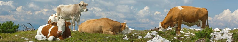 Almkäse-Aktion aus Tirol