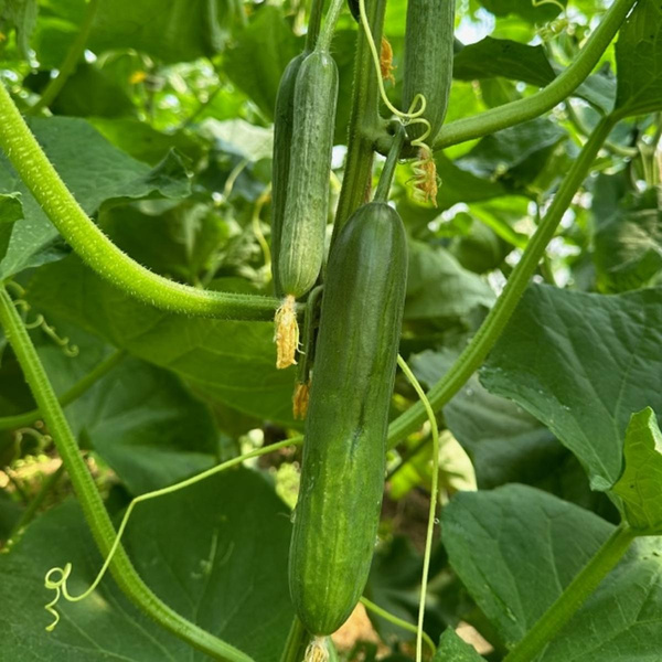 Produktfoto zu Minigurken