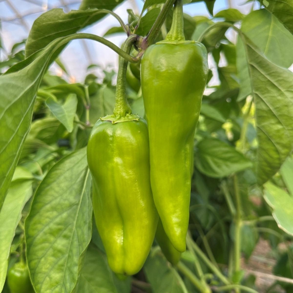 Produktfoto zu Spitzpaprika grün regio