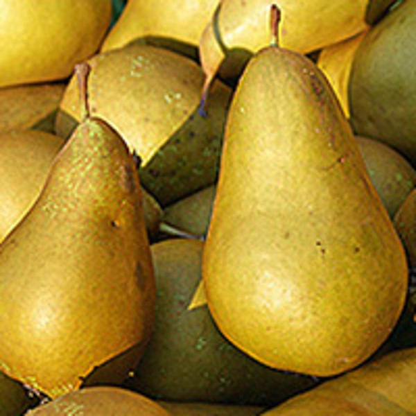 Produktfoto zu Birne 'Kaiser Alexander' (Bosc's Flaschenbirne)